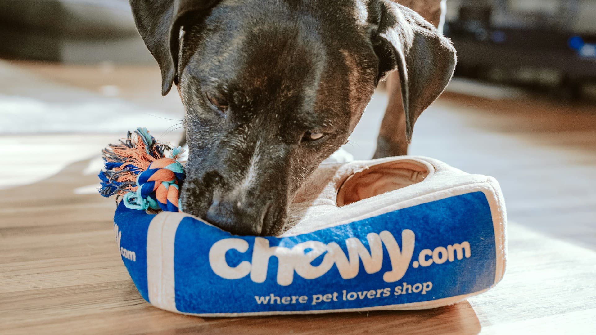 Хотели за домашни любимци